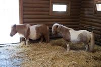 Ponys im Haustierpavillon